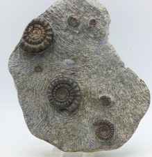 Large Jurassic Fossil