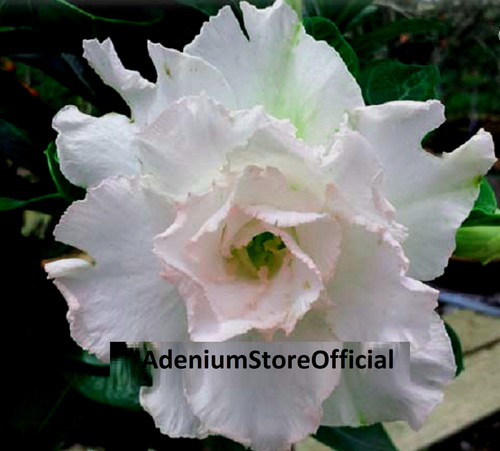 100 adenium obesum seeds - 100, x