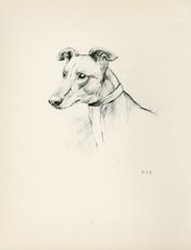 GREYHOUND HEAD STUDY VINTAGE