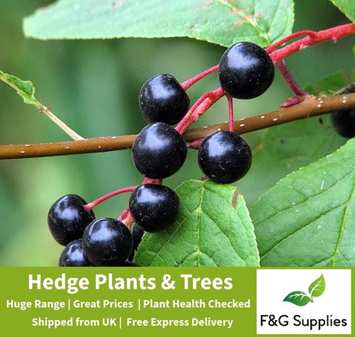Bird cherry prunus - bird, padus