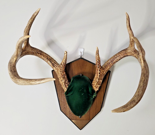 Wild big wisconsin - wild, pt