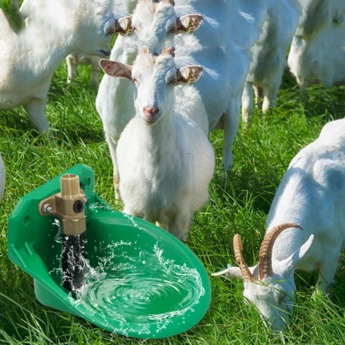 Automatic water bowl liquid - bowl,