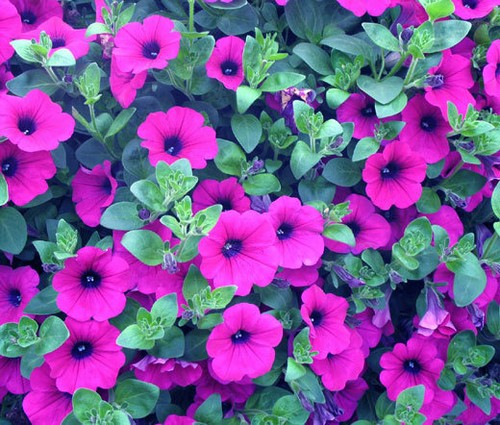Petunia laura bush - petunia, x
