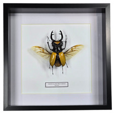 Stag Beetle - Odontolabis
