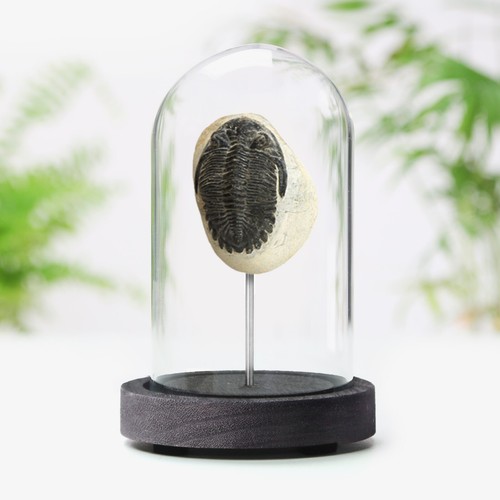 Trilobite real authentic - real,