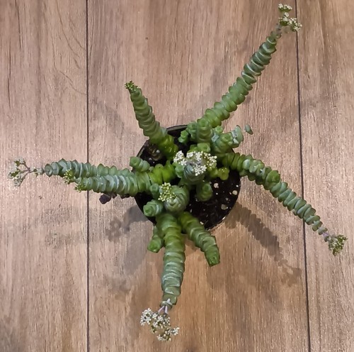 Crassula marnieriana jade - crassula,