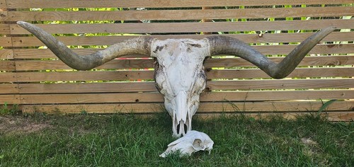 Massive highland bull - , skull