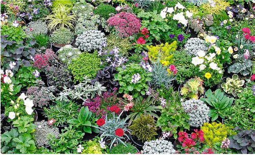 Alpine rockery plant plants - alpine,