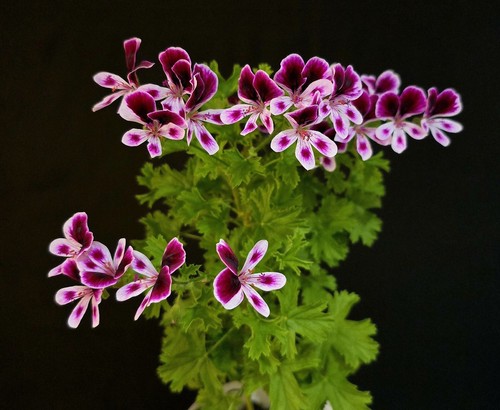 Pelargonium crispum lemon - pelargonium, crispum.