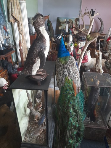 Taxidermy rare antique - taxidermy,