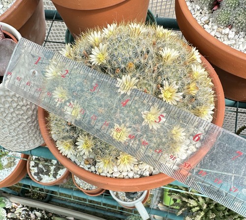 Mammillaria prolifera cactus - ,