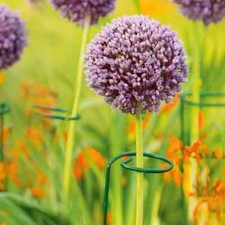 10pc Spiral Plant Support