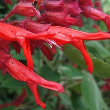 Rare, endangered Salvia libanensis from Colombia - Amazing blooms! - Seeds