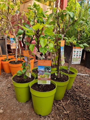 5ltr pear tree - tall,