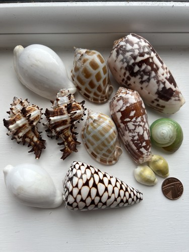 Set seashells - set, of