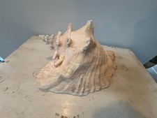 Queen Conch Seashell, quite