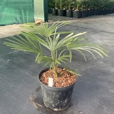 Trachycarpus princeps  x