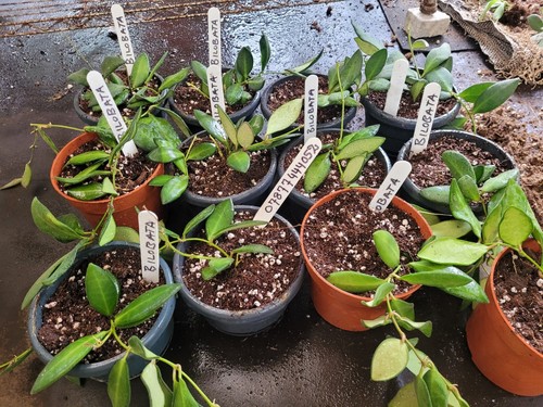Hoya bilobata well rooted cut - hoya,
