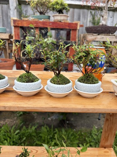 Japanese satsuki azalea bonsai - japanese,