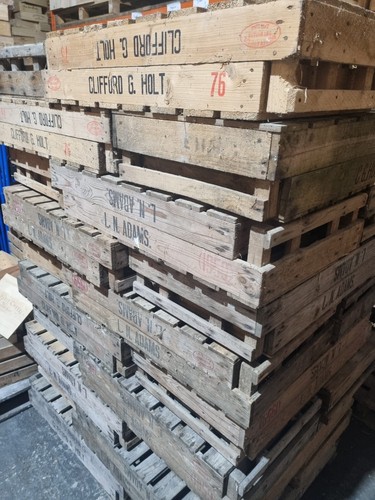 Vintage potato chitting - , /