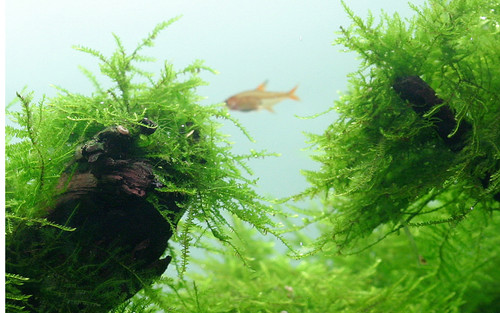 Java moss for - java,