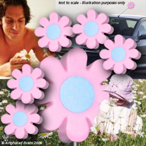 Pack daisy daisies - 12-pack,