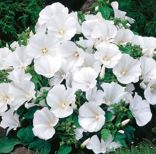 Lavatera seeds pure - 50,