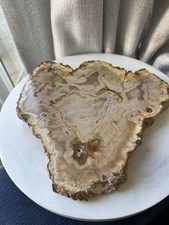 Petrified Wood Fossil Polished