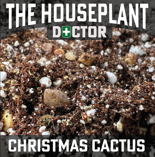 Christmas cactus repotting - cactus,