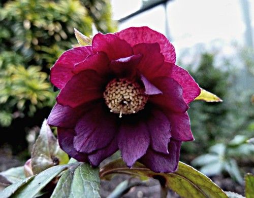 Helleborus hellebore - helleborus,