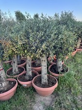 large olive trees 200cm Height
