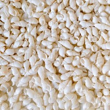 White Mini Conch Shells Tiny