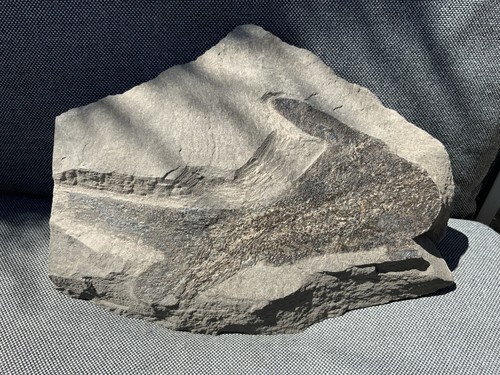 Large partial fossil - large,