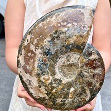 5.79LB of natural color conch fossils from Madagascar