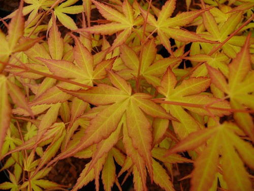 Acer katsura 3ft large - katsura,