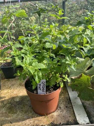 Garden mint herb plant 12cm - garden,