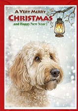 Labradoodle / Doodle Dog A6