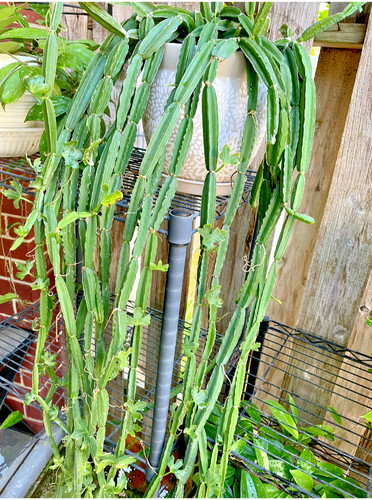 Vedltgrape cucumber cactus - vedltgrape, 'cucumber