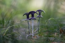 Nash Titan Bivvy Pegs / Carp