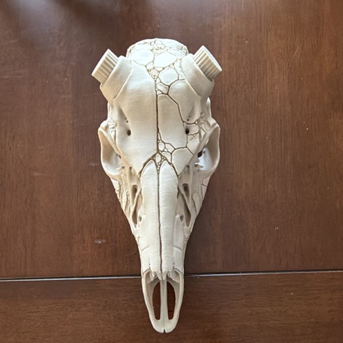Deer skull mount - , antlers