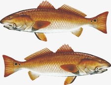 Redfish Red Fish Auto Boat Car