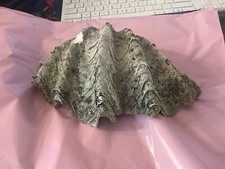 Antique large half clam shell