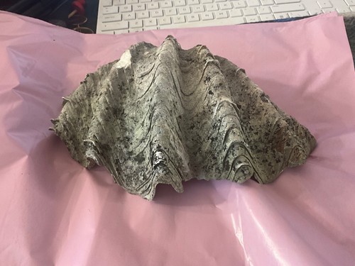 Antique large half - , shell