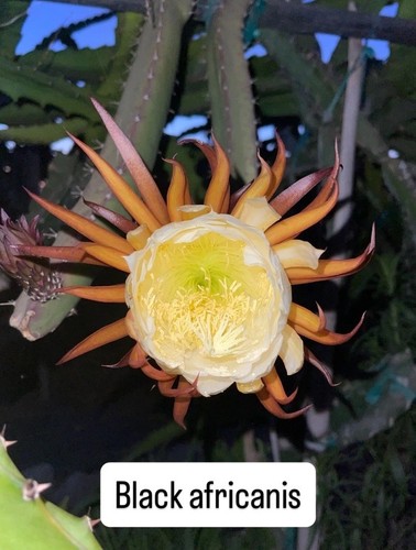 Mature cuttings black - mature,