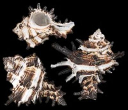 Indivia murex shells 1 - shells,