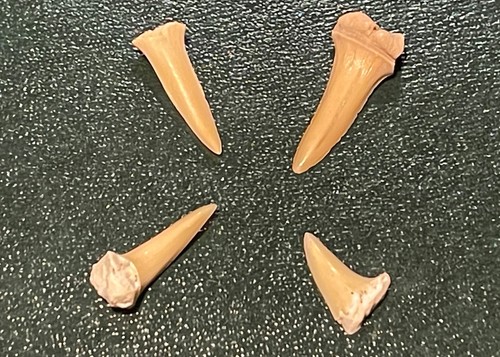Real fossil shark teeth - fossil,