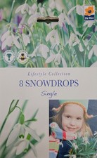 Snowdrop Bulbs 8 SPRING 