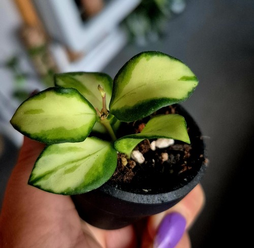 Hoya heuschkeliana varigated - hoya,