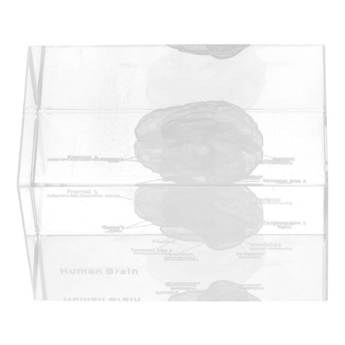 Human brain anatomy heart - brain,