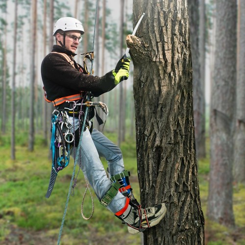 Tree climbing spikes gear for - tree,